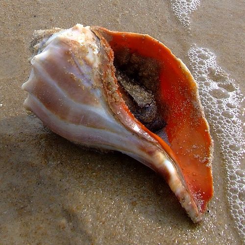 Knobbed whelk